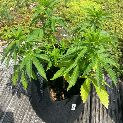 Super Silver Haze growlog timeline photo