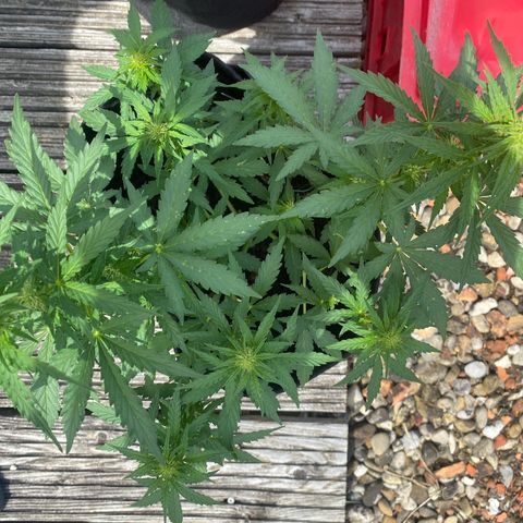 Northern Lights growlog timeline photo