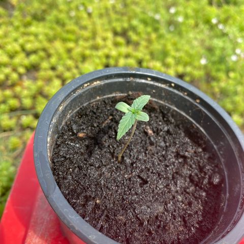 LSD Auto #1 growlog timeline photo