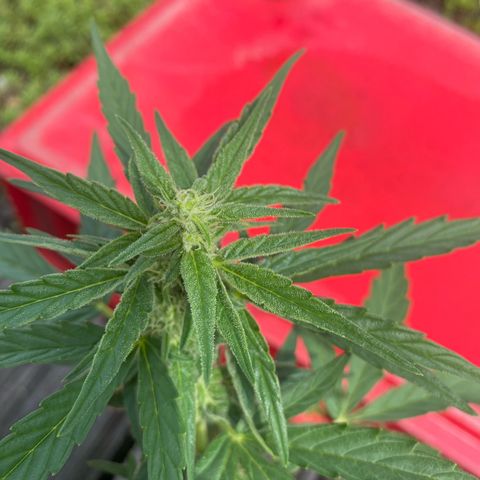 Grape Ape Auto F1 growlog timeline photo