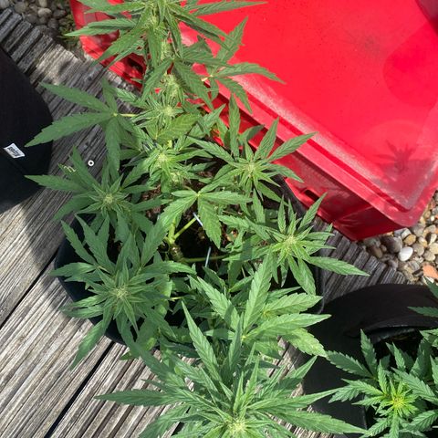 Grape Ape Auto F1 growlog timeline photo