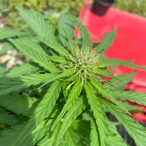 AK-420 Auto growlog timeline photo