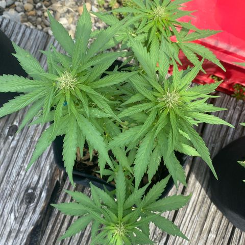 AK-420 Auto growlog timeline photo