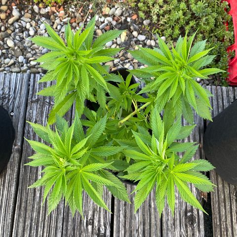 Super Silver Haze growlog timeline photo