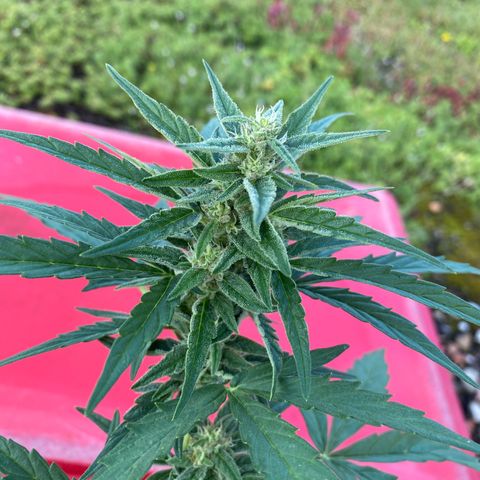 Grape Ape Auto F1 growlog timeline photo