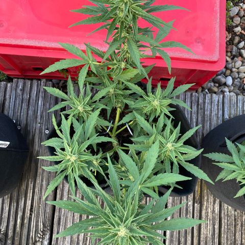 Grape Ape Auto F1 growlog timeline photo