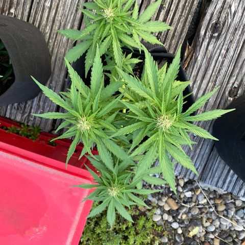 AK-420 Auto growlog timeline photo