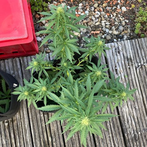 Northern Lights growlog timeline photo