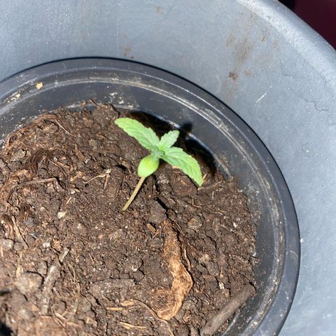 LSD Auto #1 growlog timeline photo