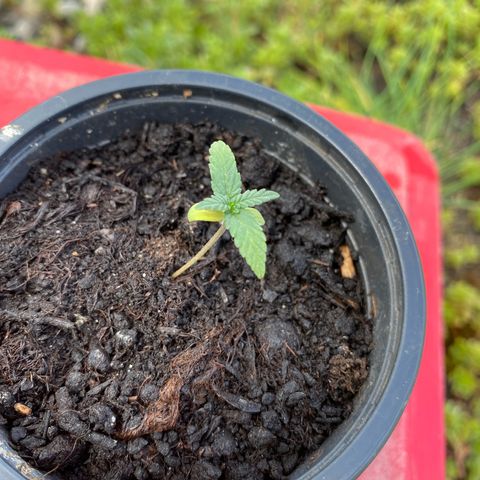 LSD Auto #1 growlog timeline photo