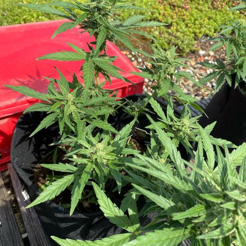 Grape Ape Auto F1 growlog timeline photo