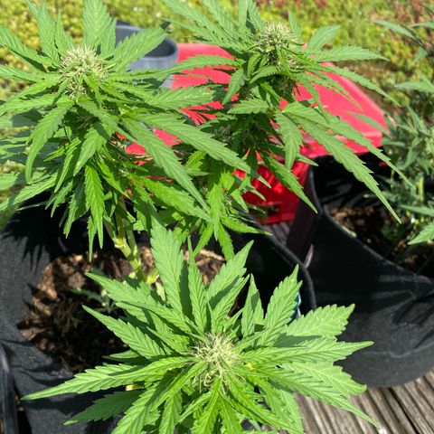 AK-420 Auto growlog timeline photo