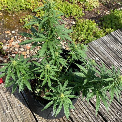 Northern Lights growlog timeline photo