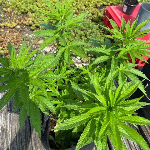 Super Silver Haze growlog timeline photo