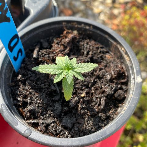 LSD Auto #1 growlog timeline photo