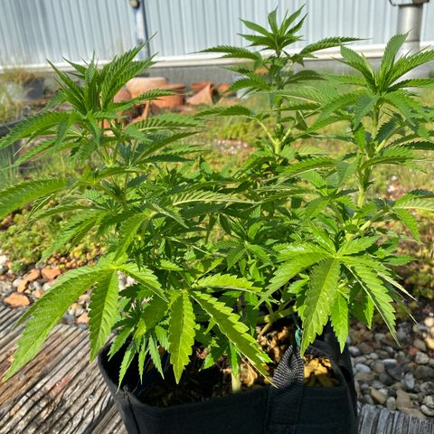 Super Silver Haze growlog timeline photo