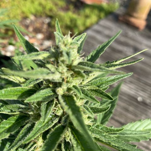Grape Ape Auto F1 growlog timeline photo