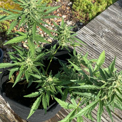 Grape Ape Auto F1 growlog timeline photo