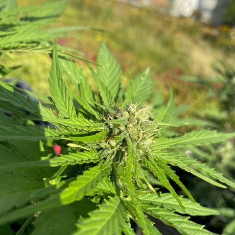 AK-420 Auto growlog timeline photo