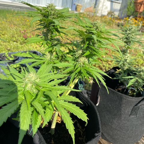 AK-420 Auto growlog timeline photo