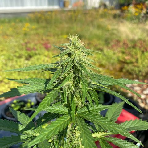 Northern Lights growlog timeline photo