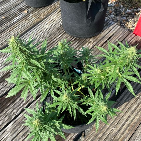Northern Lights growlog timeline photo