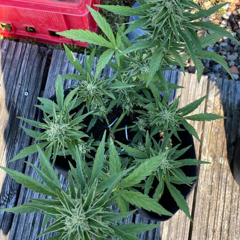 Grape Ape Auto F1 growlog timeline photo