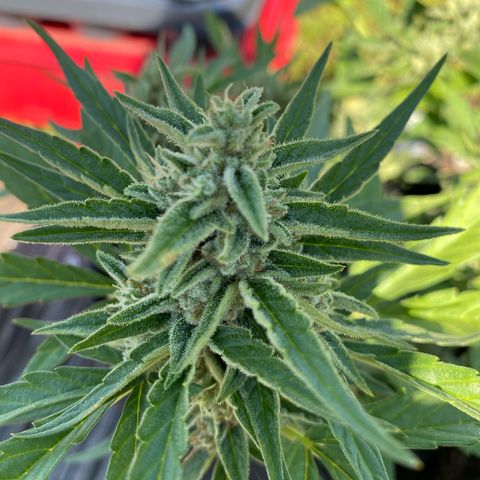 Grape Ape Auto F1 growlog timeline photo
