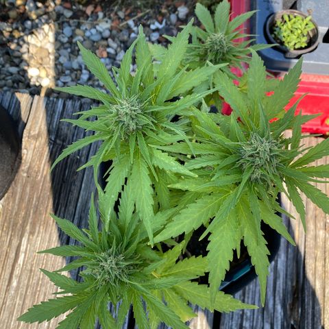 AK-420 Auto growlog timeline photo