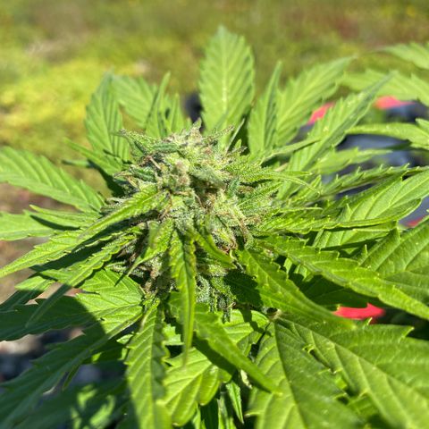 AK-420 Auto growlog timeline photo