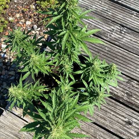 Northern Lights growlog timeline photo