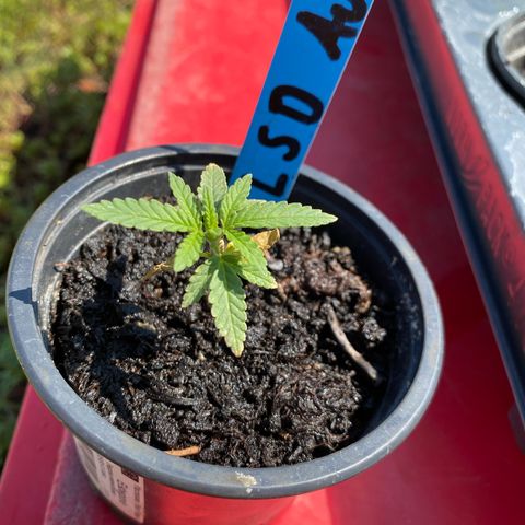 LSD Auto #1 growlog timeline photo