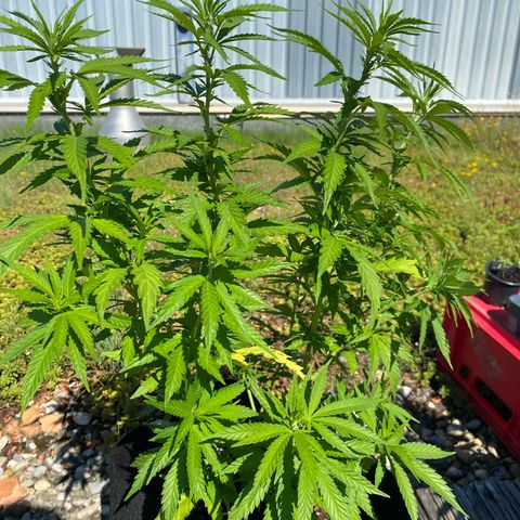 White Widow growlog in Outdoor