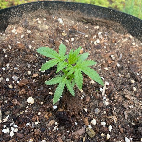 LSD Auto #1 growlog timeline photo