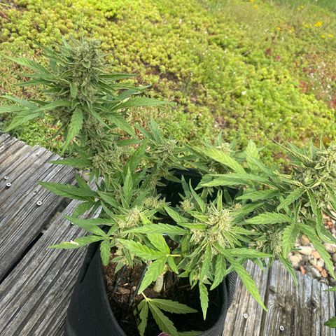 Grape Ape Auto F1 growlog timeline photo