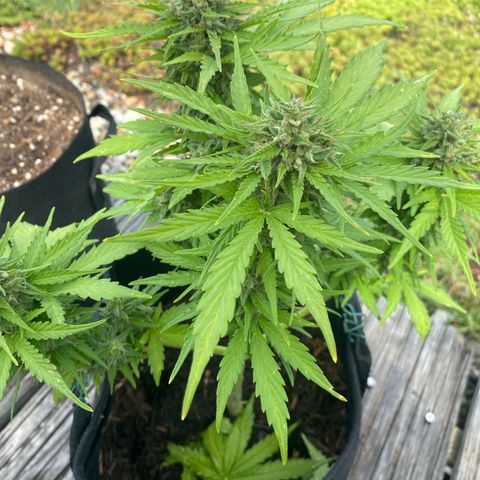 AK-420 Auto growlog timeline photo