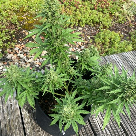 Northern Lights growlog timeline photo