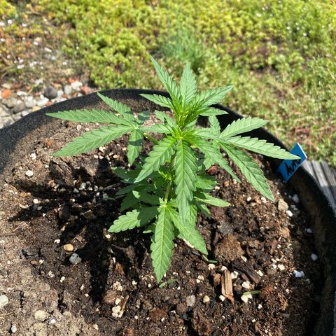 LSD Auto #1 growlog timeline photo