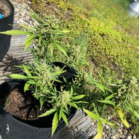 Grape Ape Auto F1 growlog timeline photo