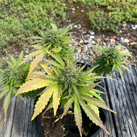 AK-420 Auto growlog timeline photo