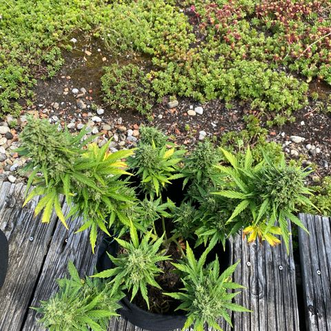 Northern Lights growlog timeline photo