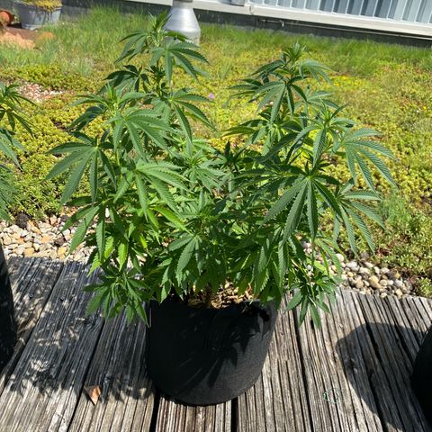 Super Silver Haze growlog timeline photo