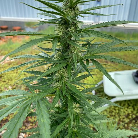 LSD Auto #1 growlog timeline photo