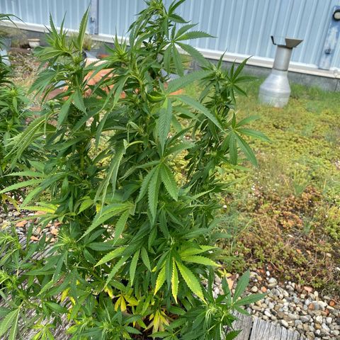 Super Silver Haze growlog photo: Planze ist in der Nacht umgekippt 