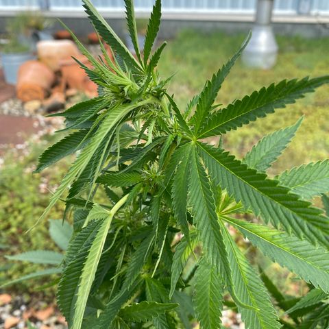 Super Silver Haze growlog timeline photo