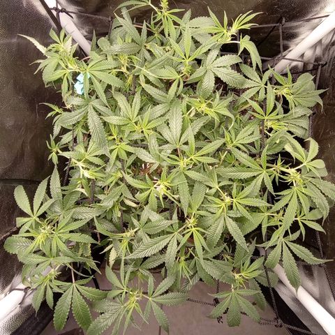 Catnip  growlog timeline photo