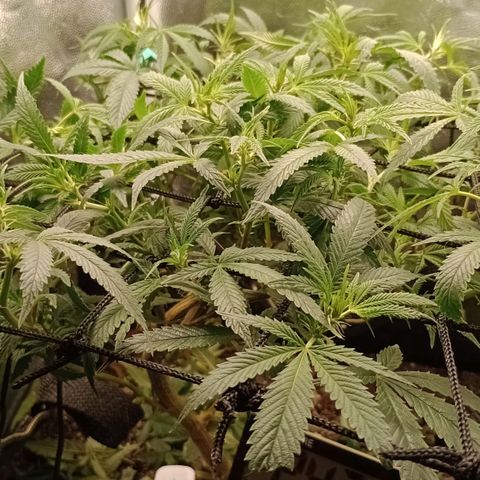 Catnip  growlog timeline photo
