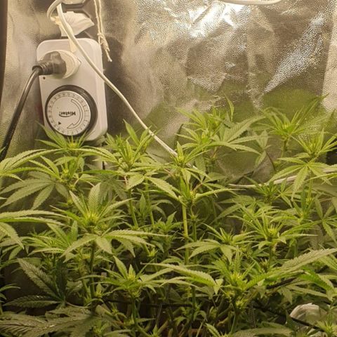 Catnip  growlog timeline photo