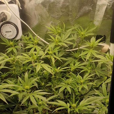 Catnip  growlog timeline photo