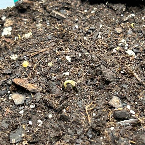 Quick One growlog timeline photo